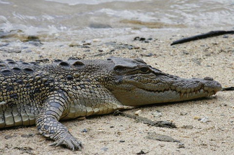 Daintree Rainforest, Cape Tribulation And Bloomfield Track Small Group Tour - Accommodation QLD 8