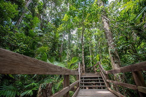 Daintree Rainforest, Cape Tribulation And Bloomfield Track Small Group Tour - Accommodation QLD 13