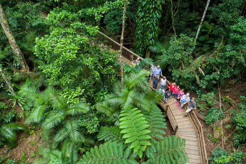 Daintree Rainforest, Cape Tribulation And Bloomfield Track Small Group Tour - Accommodation QLD 0