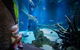 Cairns Aquarium Admission Ticket - thumb 1
