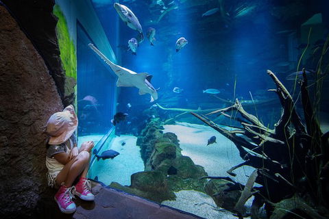Cairns Aquarium Admission Ticket - Accommodation QLD 1