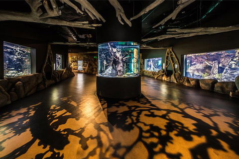 Cairns Aquarium Admission Ticket - Accommodation QLD 3