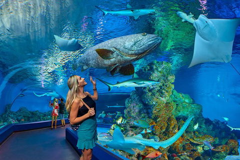 Cairns Aquarium Admission Ticket - Accommodation QLD 0