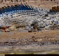 Solar Whisper Daintree River Crocodile and Wildlife Cruise - Accommodation QLD