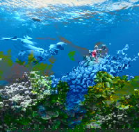 Full Day Snorkel In The Great Barrier Reef - Accommodation QLD