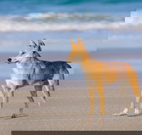 Fraser Island 4WD Tour from Rainbow Beach