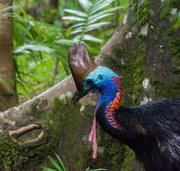 Daintree Afternoon Nocturnal Nature and Wildlife Tour