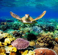 4-Day Cairns Ultimate Combo Daintree Rainforest Reef Kuranda  Paronella Park