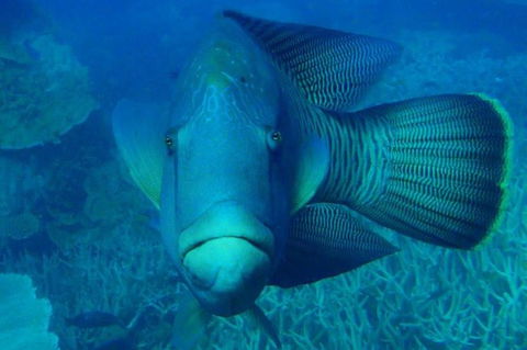 Great Barrier Reef Luxury Expedition Cruise Cabin Booking 7 Days 6 Night - Accommodation QLD 3