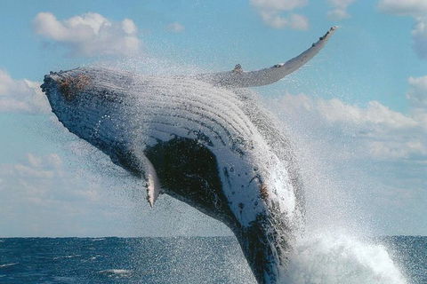Great Barrier Reef Luxury Expedition Cruise Cabin Booking 7 Days 6 Night - Accommodation QLD 7