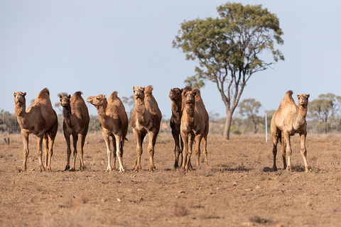 Nogo Station Experience - Accommodation QLD 3