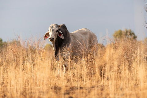 Nogo Station Experience - Accommodation QLD 4