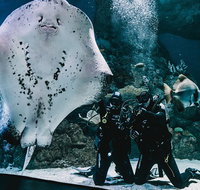 Cairns Aquarium Dive with the Sharks