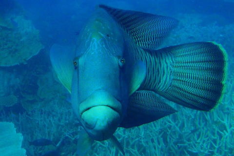Great Barrier Reef Private Expedition Cruise (min 4 Day Max 8 Guests) - Accommodation QLD 7