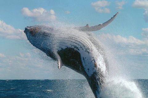 Great Barrier Reef Private Expedition Cruise (min 4 Day Max 8 Guests) - Accommodation QLD 4