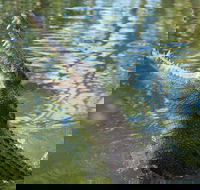 The adventure begins at Hartley's the best crocodile show in Australia - Accommodation QLD