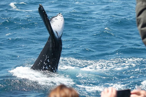 Half-Day Whale Watching In Urangan - Accommodation QLD 2