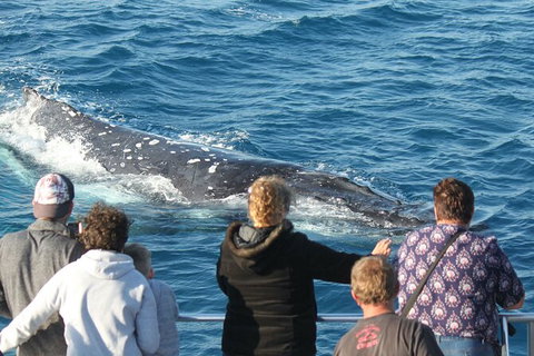 Half-Day Whale Watching In Urangan - Accommodation QLD 5