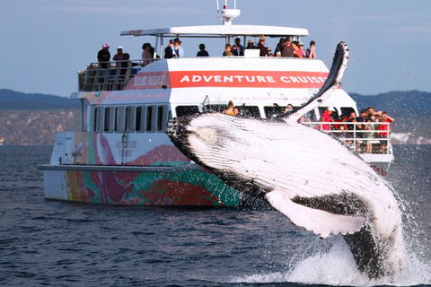 Half-Day Whale Watching In Urangan - Accommodation QLD 0