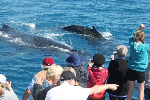 Half-Day Whale Watching In Urangan - Accommodation QLD 4