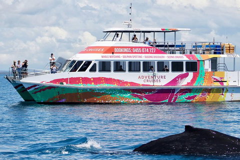 Half-Day Whale Watching In Urangan - Accommodation QLD 1