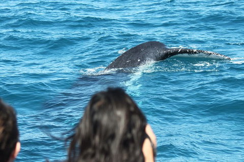 Half-Day Whale Watching In Urangan - Accommodation QLD 7