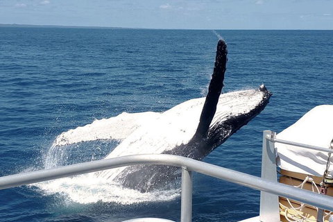 Half-Day Whale Watching In Urangan - Accommodation QLD 3