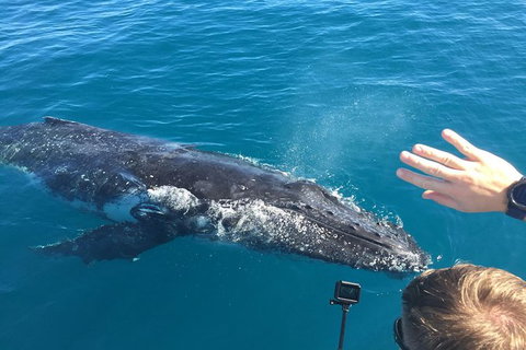 Half-Day Whale Watching In Urangan - Accommodation QLD 6