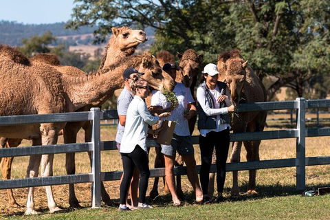 Camel Farm Tour And Taste Near Brisbane - Accommodation QLD 0