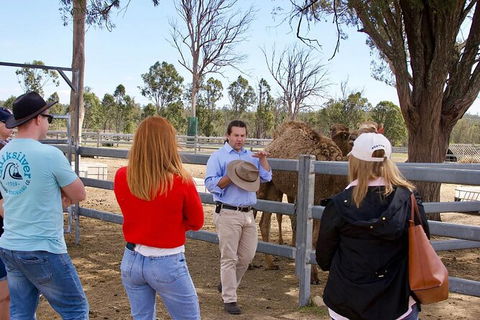Camel Farm Tour And Taste Near Brisbane - Accommodation QLD 5