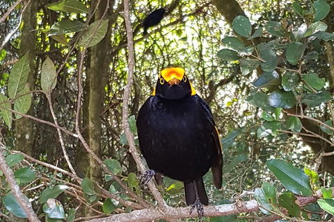 Limited Group Gold Coast Lamington National Park Tour - Accommodation QLD 2
