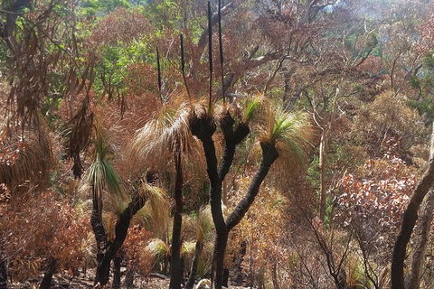 Limited Group Gold Coast Lamington National Park Tour - Accommodation QLD 4