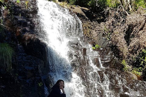Limited Group Gold Coast Lamington National Park Tour - Accommodation QLD 7