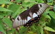 Limited Group Gold Coast Lamington National Park Tour - thumb 3