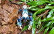 Limited Group Gold Coast Lamington National Park Tour - thumb 5