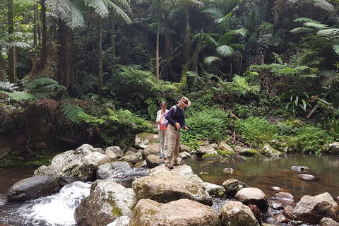 Limited Group Gold Coast Lamington National Park Tour - Accommodation QLD 0