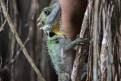 Mossman Gorge Adventure Day - Accommodation QLD 3