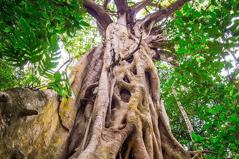 Mossman Gorge Adventure Day - Accommodation QLD 5