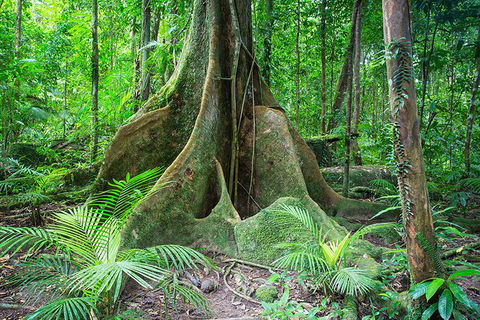 Mossman Gorge Adventure Day - Accommodation QLD 1