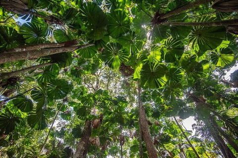 5 Day Australia Retreat: Queensland Daintree - Accommodation QLD 4
