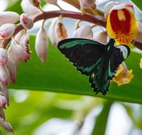 Australian Butterfly Sanctuary- Virtual Interactive Tour With Private Guide