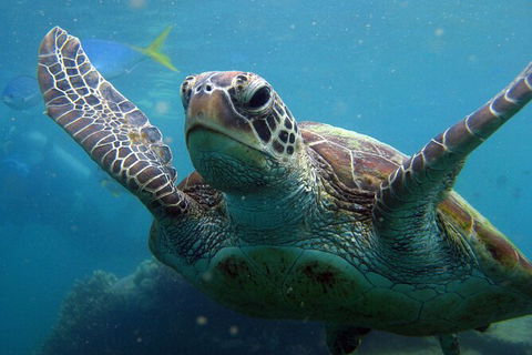 2 Night Whitsunday Islands Cruise On Atlantic Clipper From Airlie Beach - Accommodation QLD 6