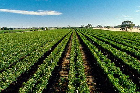 Adelaide Hills Wine Tour - Accommodation QLD 1