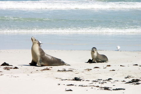 Kangaroo Island Personal Group Tours - Accommodation QLD 0