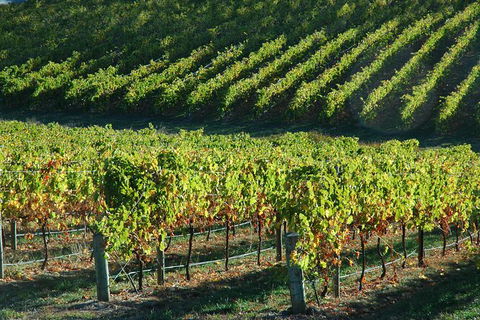 Adelaide Hills Wineries & Hahndorf - Accommodation QLD 10