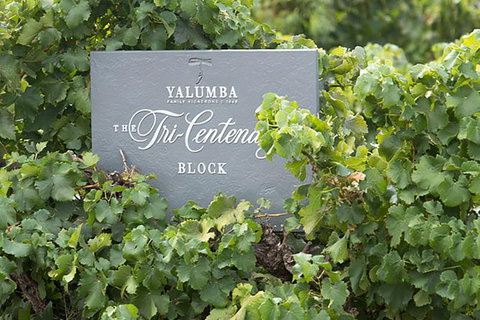 Yalumba Nursery & Grenache Discovery Tour + Platter Lunch - Accommodation QLD 0