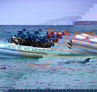 Kangaroo Island 75-Minute Ocean Safari - Accommodation QLD