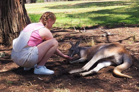 Adelaide Driving Tour - Accommodation QLD 0