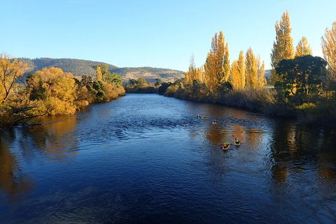 Paddle With The Platypus Twilight Kayak Adventure - Accommodation QLD 3