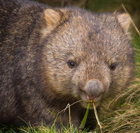Cradle Mountain Wildlife Spotting after Dark - Accommodation QLD